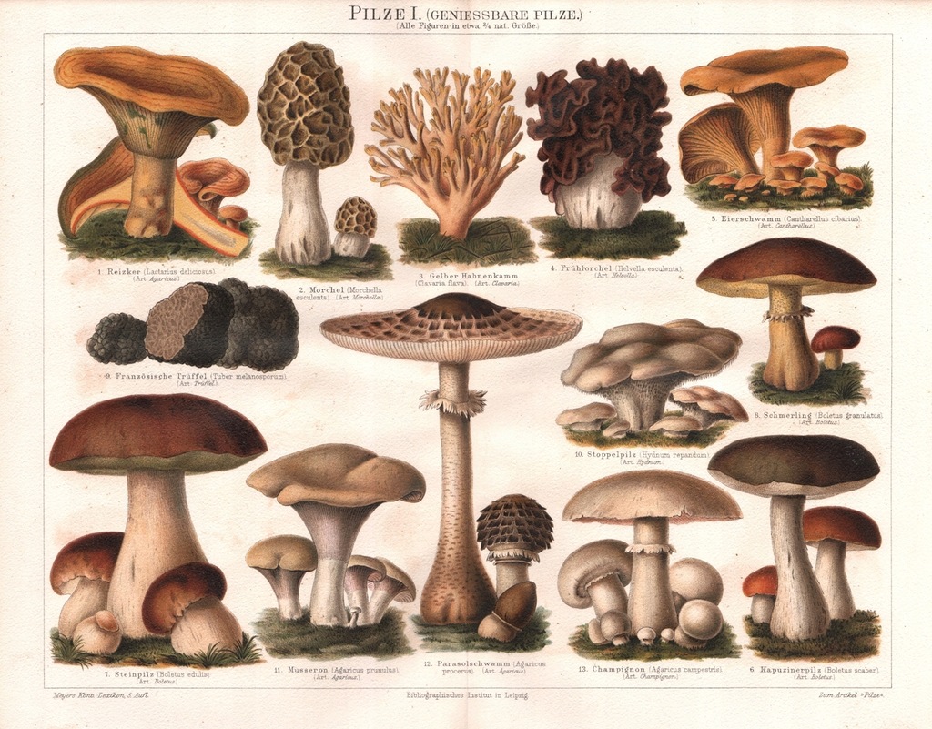 GRZYBY JADALNE. PIĘKNA RYCINA 1896 r. ORYGINAŁ