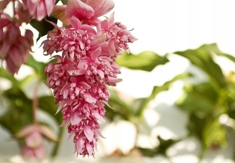 MEDINILLA MAGNIFICA J'Adore Dolce Vita XL 4 KWIATY
