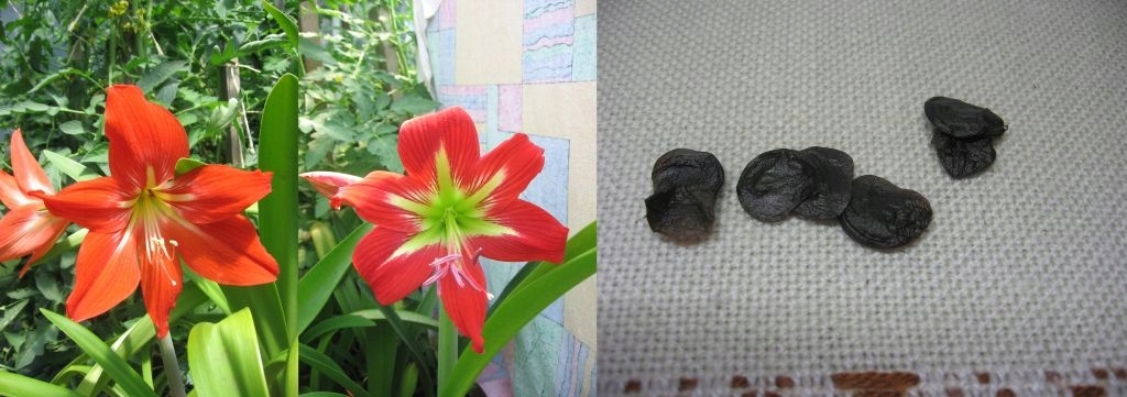 hippeastrum nasiona 1kpl amarylis