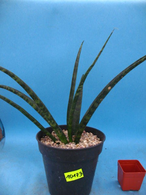 Kaktusy Sansevieria aethiopica hybryd  nr10173