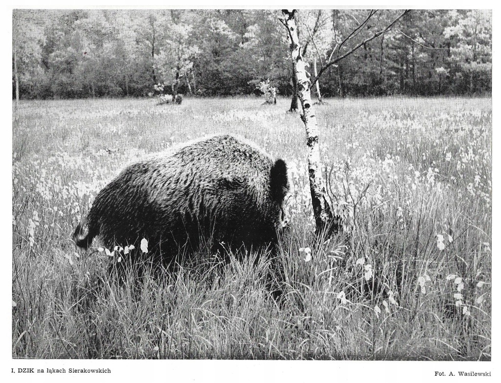 SIERAKÓW KAMPINOS