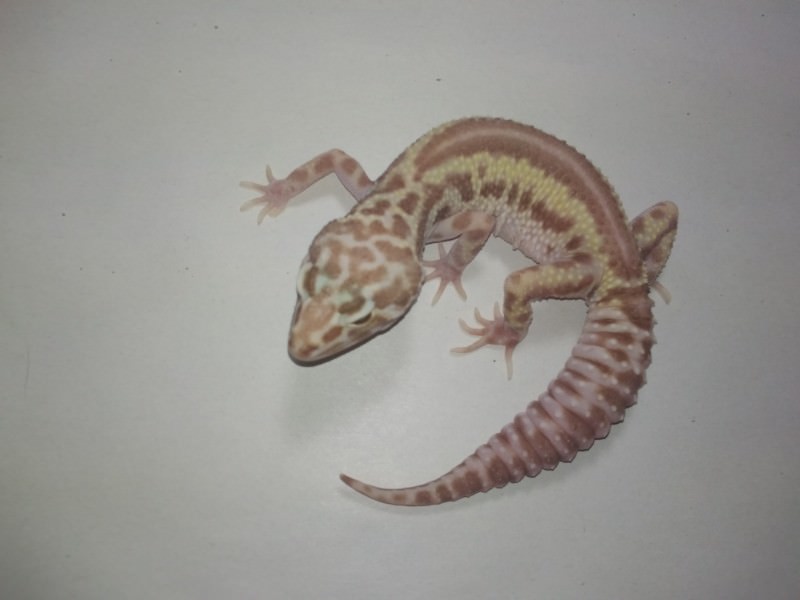 Gekony lamparcie-barwne 2 samice MS Tremper BCM