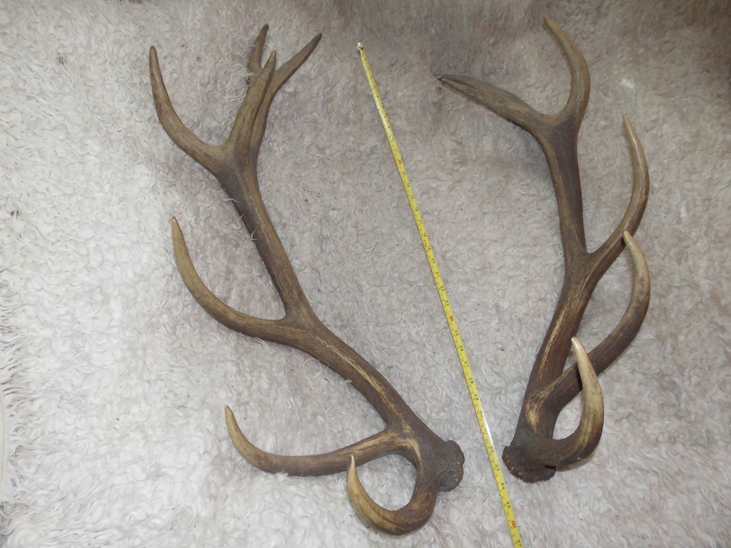 +++ POROŻE -ZRZUTY JELENIA PARA 14-STAK - 4,4 Kg