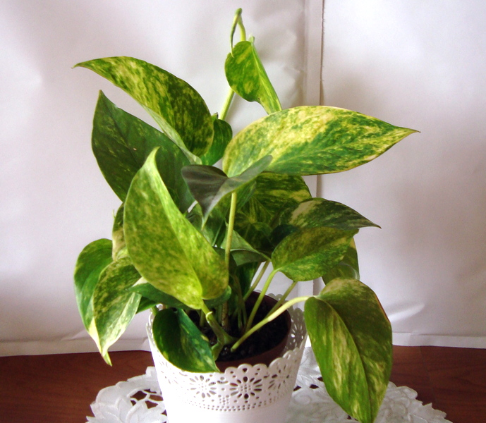 Rafidofora złota PHILODENDRON pnącze