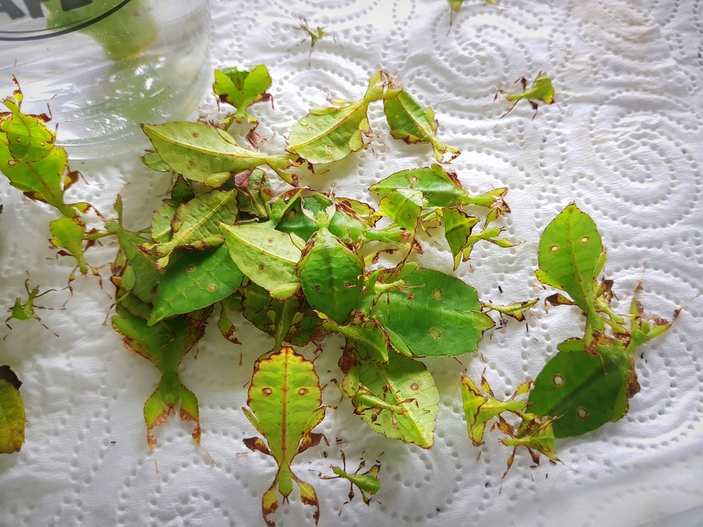 Liściec karbowany- Phyllium ericoriai-Zwierzeta