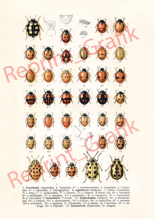 Rycina ROBAKI BIEDRONKI REPRINT A4 A3 A2