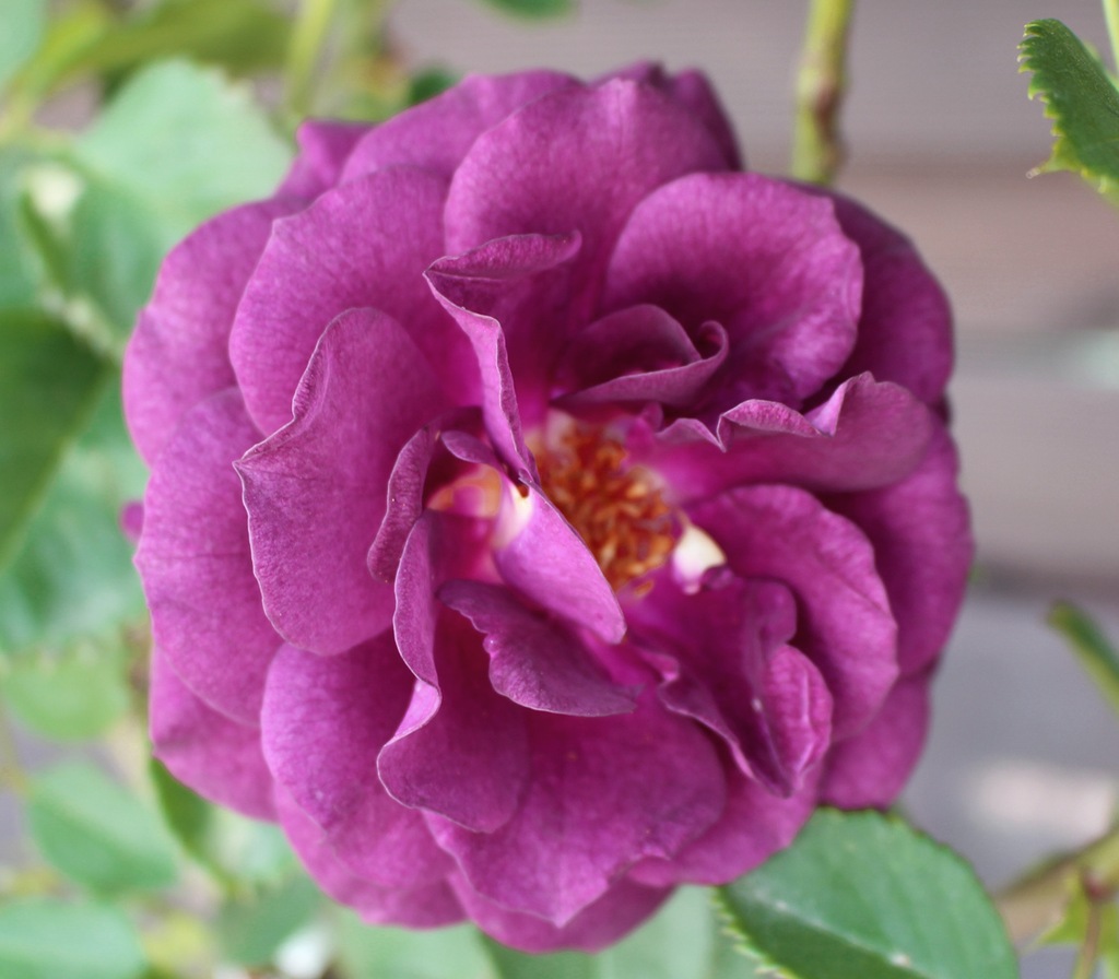 RÓŻA rabatowa PURPLE EDEN 40 cm C5 XXL PĄKI