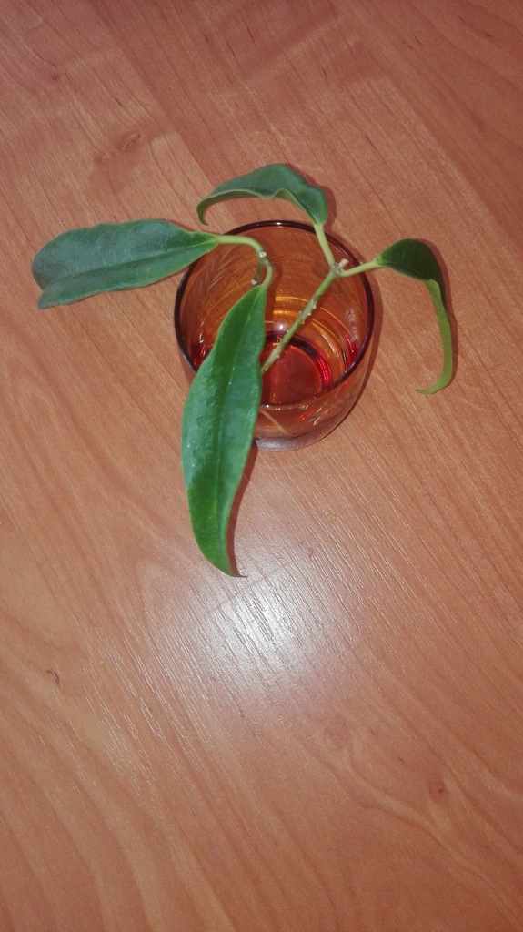 Hoja Hoya Greenii
