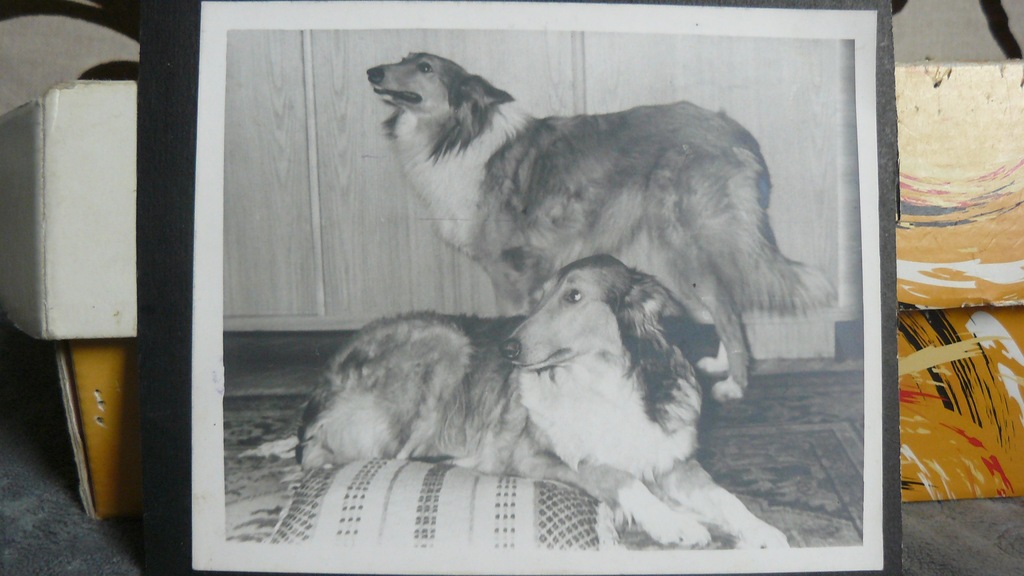 Owczarek Szkocki - Collie -zdjęcia -rodowód-