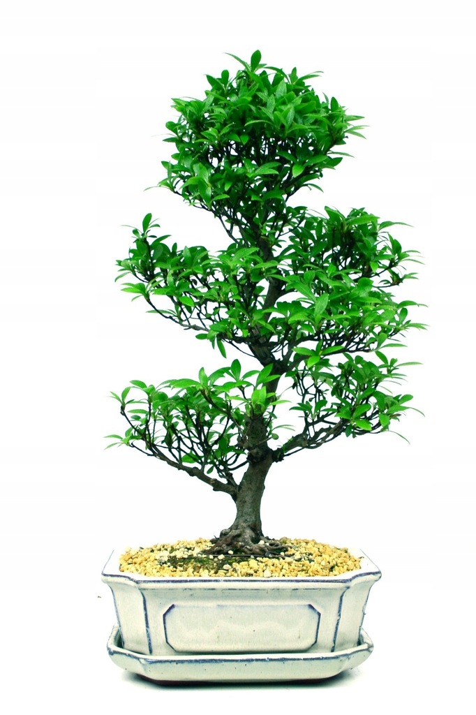 Azalia Indica - bonsai