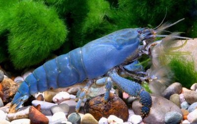 3x Krewetka Atya Gabonensis XL - Cetarius