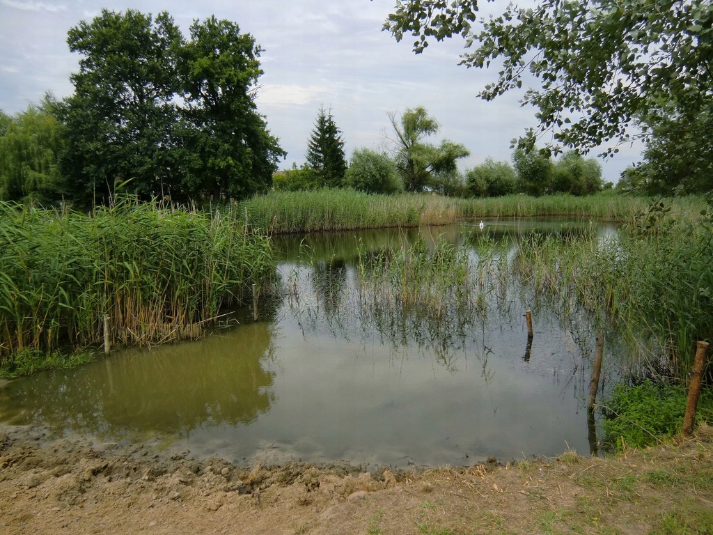 Działka ze stawem 0,5ha Irządze