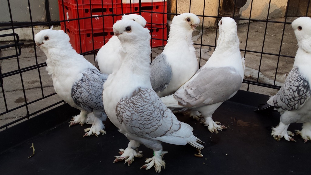 Mewka Orientalna: bluet, satynet, blondynet