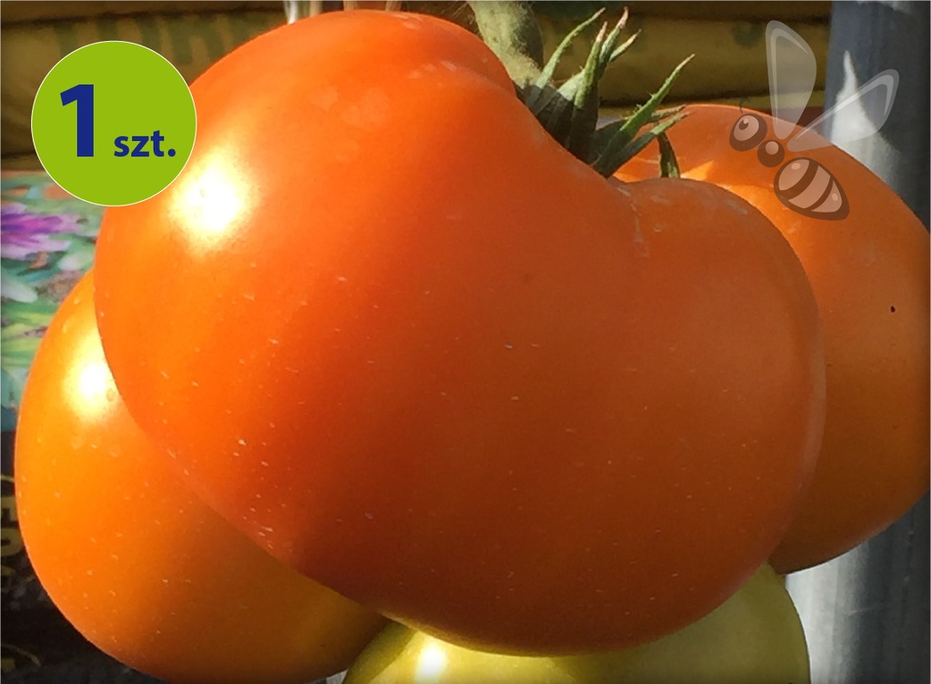 Pomidor szczepiony Beorange