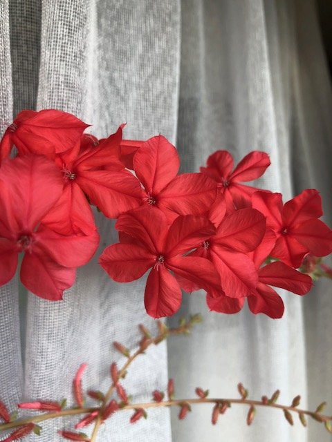 ==> PLUMBAGO INDICA ołownik czerwony UNIKAT
