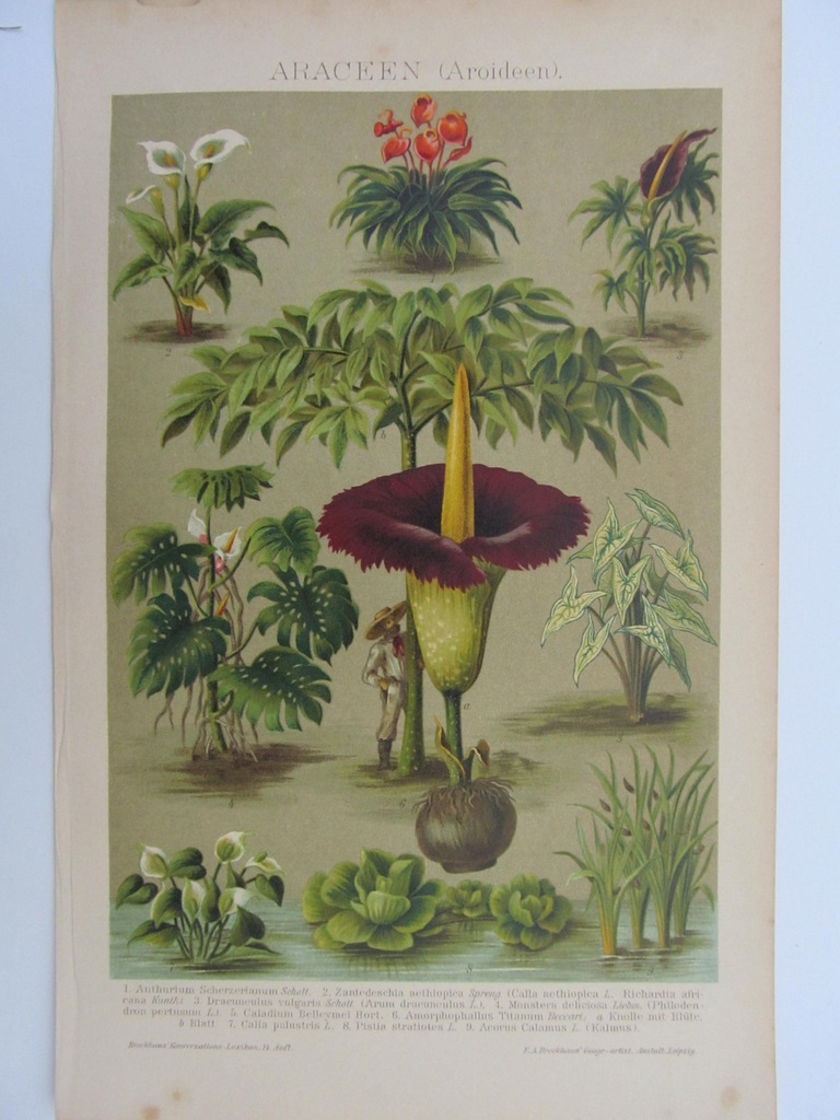 ROŚLINY OBRAZKOWATE barwna litografia 1898 r.