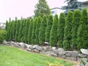 THUJA TUJA SMARAGD KVETINÁČ P9 LACNO SMARAGD Latinský názov buxus sempervirens