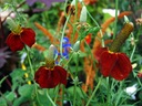 Nasturtium Väčší MIX - Semená 5g, Pestovateľská Rastlina s Jedlými Kvetmi Hmotnosť 5 g