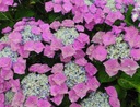 Гортензия садовая TAUBE Красивые розовые пластинки