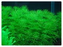 32. Bacopa myriophylloides CIRCLE in vitro.