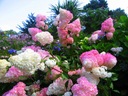 Kyticová hortenzia VANILLE FRAISE NA KMENI jahodové kvety SADENICE Kód výrobcu hortensja na pniu sadzonka