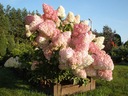 Hortenzia metlinatá SUNDAE FRAISE miniatúrna hortenzia Latinský názov hydrangea paniculata