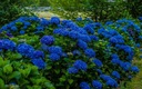Гортензия садовая 'Mini Early Blue' МИНИАТЮРНАЯ