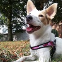 Шлейка для собаки 61-77см Английский бульдог Бордер-колли TRE PONTI розовый камуфляж