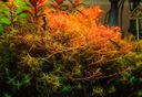 Аквариумные растения Rotala H'Ra ПРЕКРАСНАЯ РЕДКОСТЬ