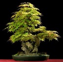 ДЛЯ БОНСАЙ ПАЛЬМЫ КЛЕН ДУМ. ЗЕЛЕНОЛИСТНОЙ (ACER PALMATUM) - 10 СЕМЯН