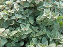 OREGANO – LEBEODKA (ORIGANUM VULGARE) 400 SEMIEN Odroda Oregano – lebiodka (Origanum vulgare )