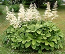 РОДЖЕРСИЯ КАШТАНОВОЛИСТОСТНАЯ (RODGERSIA AESCULIFOLIA) - 100 СЕМЯН