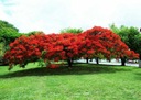 1000 semien OHŇOVÝ STROM - DELONIX REGIA - 3 SEMENÁ Cyklus vývoja rastlín viacročné