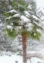 1000 semien Trachycarpus Fortunei mrazuvzdorná Palma vo vašej záhrade do - Druh rastliny dlaň