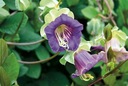 KOBEA POPÍNAVÁ FIALOVÁ (COBAEA SCANDENS) 6 SEMIEN Hmotnosť 5 g