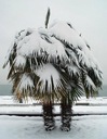 Mrazuvzdorná palma do - 20 C Drsník Fortunny pre záhradu semená Druh rastliny dlaň