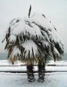 Mrazuvzdorná palma do - 20 C Hrubý štrk Fortunny pre záhradu semená Odroda Palma Mrozoodporna – Szorstkowiec Fortunnego (Trachycarpus Fortunei)