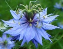 ČIERNA RASCA NIGELLA SATIVA 0,5 GRAMU SEMIEN Značka DobreNasiona.pl