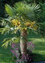 Mrazuvzdorná palma do - 20 C Hrubý štrk Fortunny pre záhradu semená Stav balenia náhradný