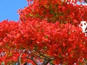 1000 semien NA BONSAI OHŇOVÝ STROM - DELONIX REGIA NA BONSAI 3 SEMENÁ EAN (GTIN) 6942916533071