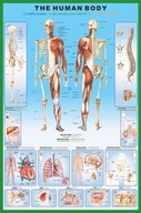 Telo človeka Stavba Anatómia - plagát 61x91,5