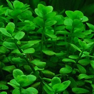 Bacopa Monnieri Łatwa w hodowli