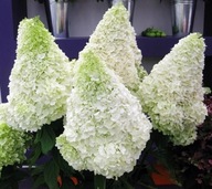 HYDRANGEA PANICULATA 'POLAR BEAR' HORTENZIE KYTICE