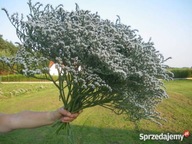 ZATRWIAN TATARSKI SADZONKI 70 SZT STATYCJA 2025r