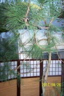 Sosna szczepiona szyszka pozioma 18 lat okaz inna