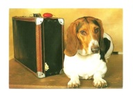 Pocztówka - Basset hound na walizkach / pies w podróży