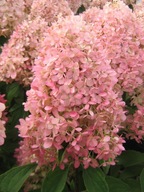 Hydrangea 'Magical Candle' - Hortensja bukietowa