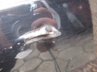 фото thumb №9, Бампер перед передний bmw v 5 f10 f11