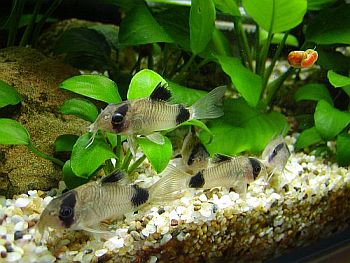 Рыба Кираса Панды Кираса Corydoras panda