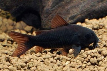 Рыба Черная кираса Corydoras black